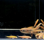 Gold Chinese Algae Eater – Gyrinocheilus aymonieri