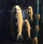 Gold Chinese Algae Eater – Gyrinocheilus aymonieri