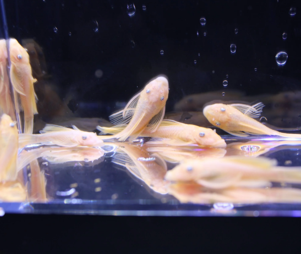 Golden Blue Eye Longfin Bushy Nose Pleco (1–1.5")