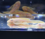 Golden Blue Eye Longfin Bushy Nose Pleco (1–1.5")