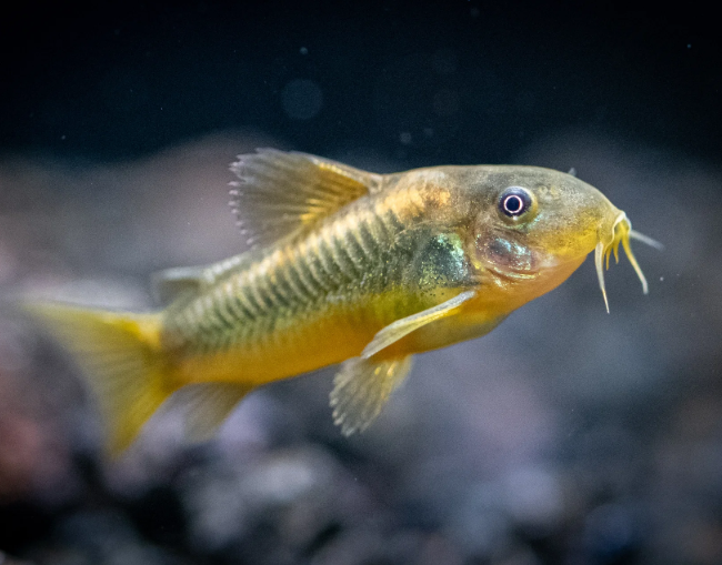 Gold Laser Cory – CW010