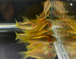 Gold Laser Cory – CW010