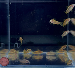 Gold Laser Cory – CW010