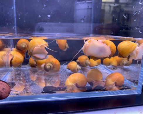 Gold Mystery Snail