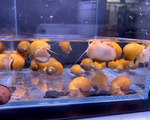 Gold Mystery Snail