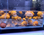 Gold Mystery Snail