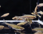 Gold Ring Danio – Danio tinwini