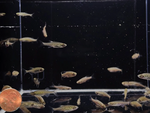 Gold Ring Danio – Danio tinwini