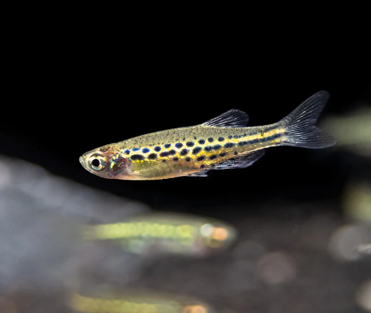 Gold Ring Danio – Danio tinwini
