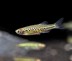 Gold Ring Danio – Danio tinwini