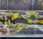 Green Cobra Guppy Male