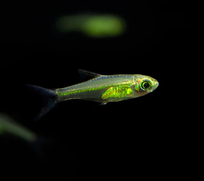 Green Neon Rasbora (Kubotai Rasbora)