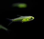 Green Neon Rasbora (Kubotai Rasbora)