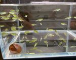Green Neon Rasbora (Kubotai Rasbora)