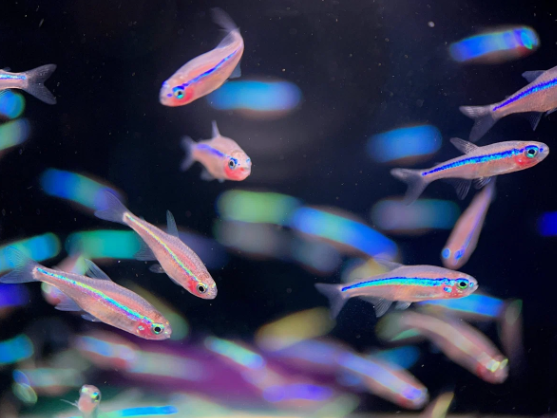 Green Neon Tetra