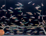 Green Neon Tetra