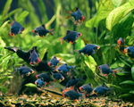 Green Tiger Barb – Puntigrus tetrazona