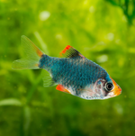 Green Tiger Barb – Puntigrus tetrazona