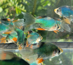 Green Tiger Barb – Puntigrus tetrazona