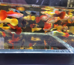 Assorted Male Guppies