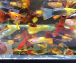 Assorted Male Guppies