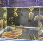 Hillstream Loach – Chinese Butterfly Pleco (Size M)