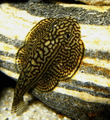 Hillstream Loach – Chinese Butterfly Pleco (Size M)