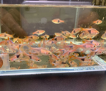 Harlequin Rasbora (Size M)