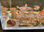 Harlequin Rasbora (Size M)