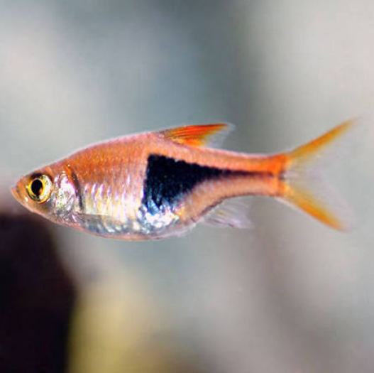 Harlequin Rasbora (Size M)