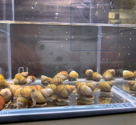 Japanese Trapdoor Snail