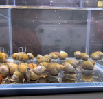 Japanese Trapdoor Snail