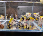 Koi Angelfish – Small (Pterophyllum sp.)