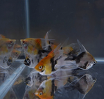 Koi Angelfish – Small (Pterophyllum sp.)