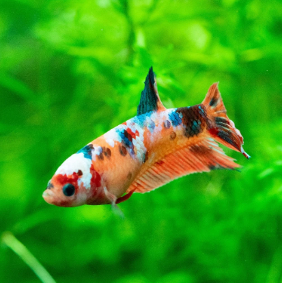 Bettas