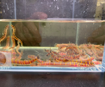 Kuhli Loach