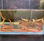 Kuhli Loach