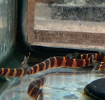 Kuhli Loach