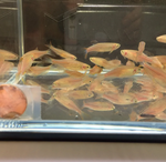 Kyathit Danio – Danio kyathit