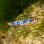 Kyathit Danio – Danio kyathit