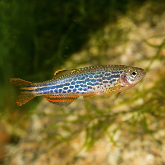 Kyathit Danio – Danio kyathit
