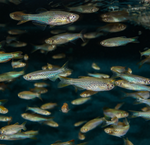 Kyathit Danio – Danio kyathit