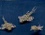 L204 Flash Pleco – Panaqolus albivermis