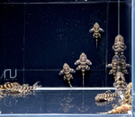 L204 Flash Pleco – Panaqolus albivermis