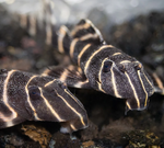 L204 Flash Pleco – Panaqolus albivermis