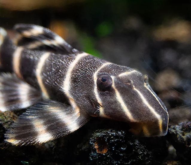 L204 Flash Pleco – Panaqolus albivermis