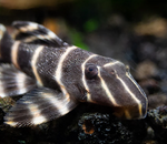 L204 Flash Pleco – Panaqolus albivermis