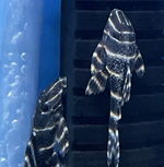 L204 Flash Pleco – Panaqolus albivermis