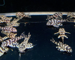 L333 Yellow King Tiger Pleco – Hypancistrus sp.
