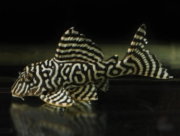 L333 Yellow King Tiger Pleco – Hypancistrus sp.